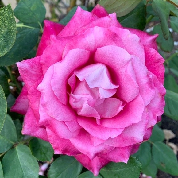 Meet your Posher, Rose - Picture 3 of 4